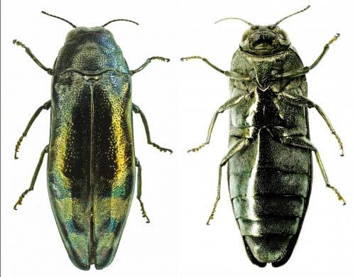 Réf. 249 901 : Coraebus fasciatus